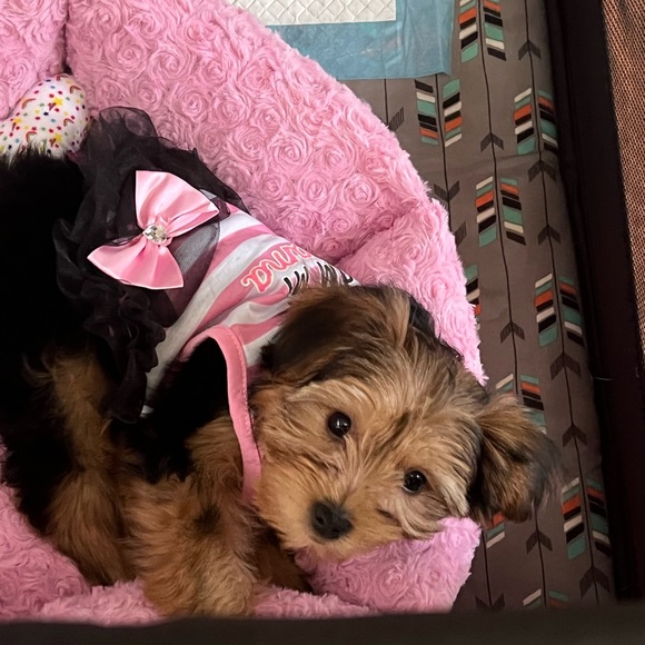 Meet your Posher, J - Picture 2 of 8